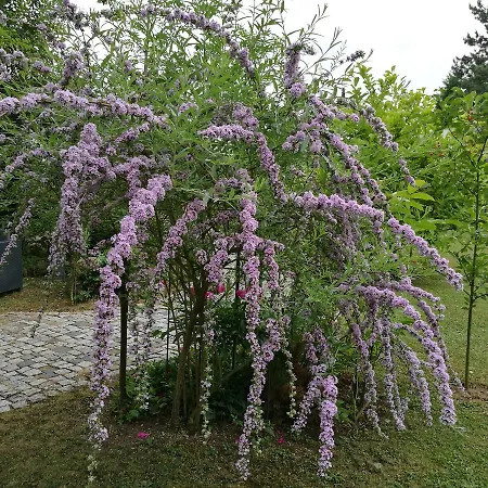 Haus Merlin Am Boeckelsberg Δωμάτια σε οικογενειακή κατοικία